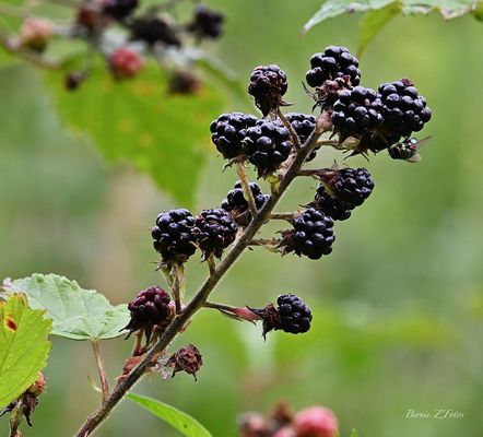 Mangez 5 fruits et légumes