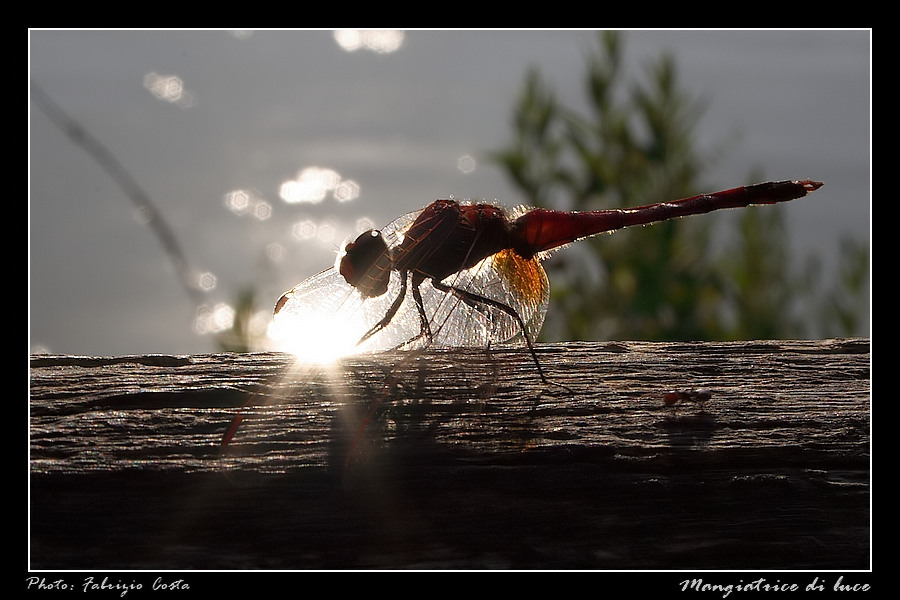 Mangiatrice di luce