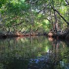 Manglar