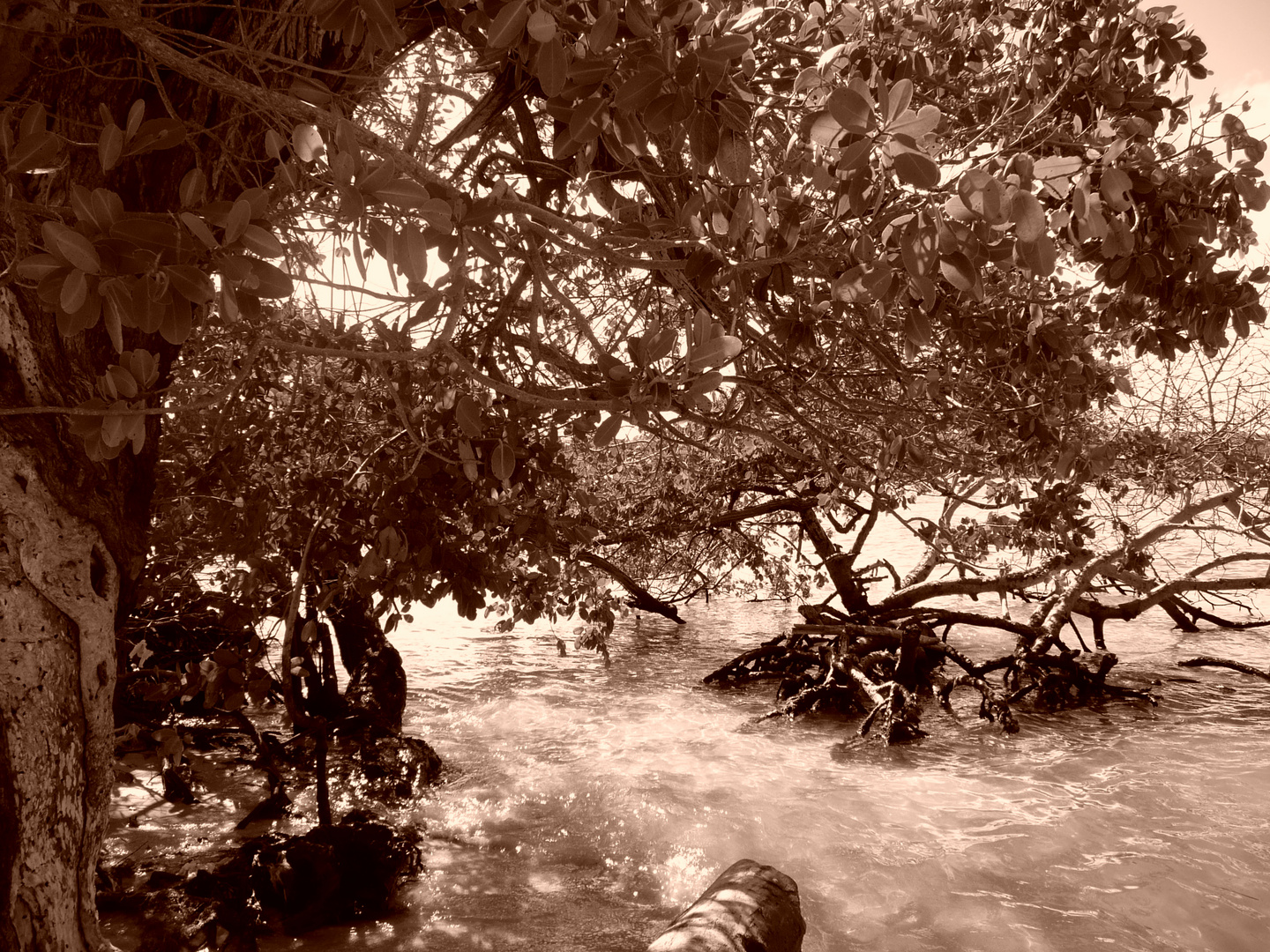 Manglar