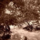 Manglar