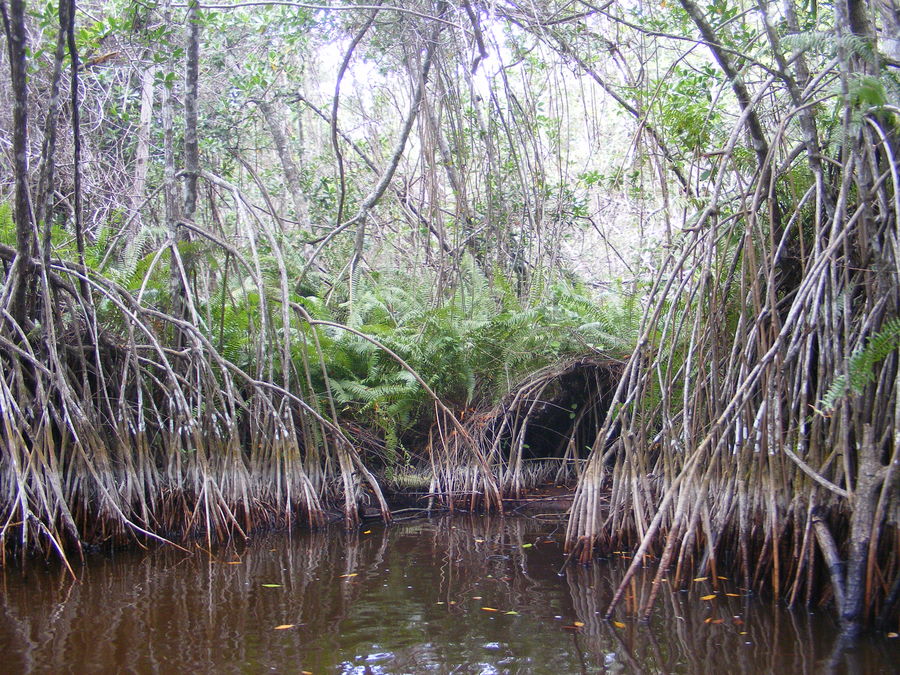 Manglar Tropical