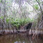 Manglar Tropical