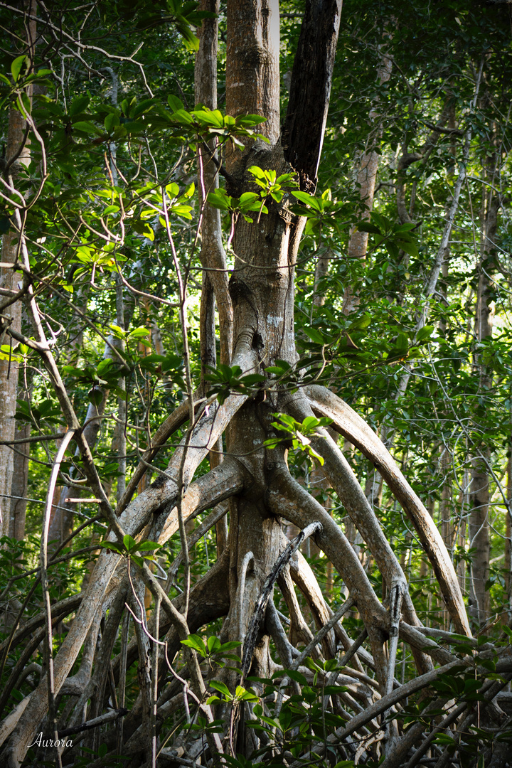 Mangle blanco ( Laguncularia racemosa )