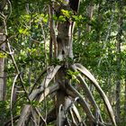 Mangle blanco ( Laguncularia racemosa )