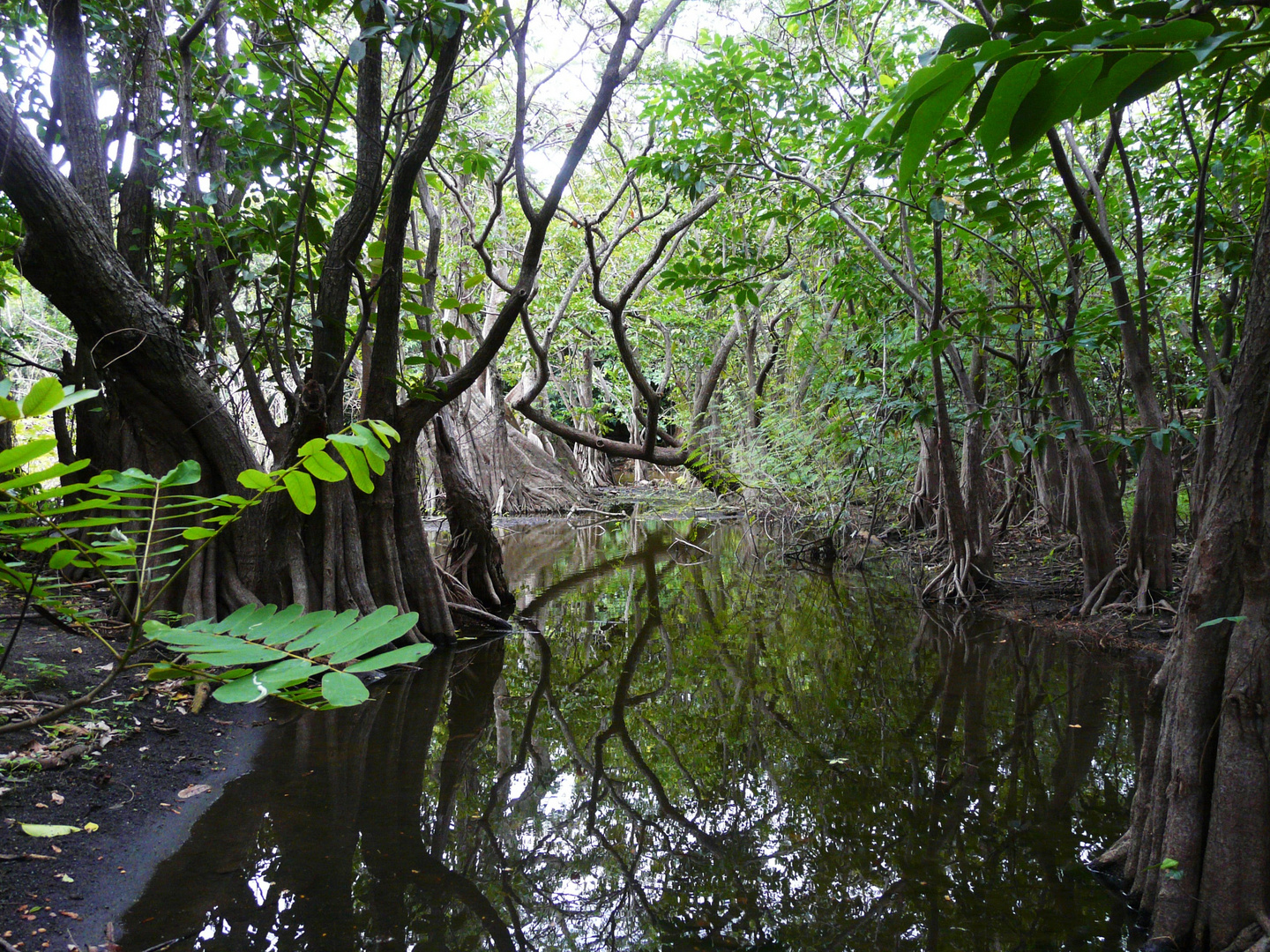 mangles de Nicaragua