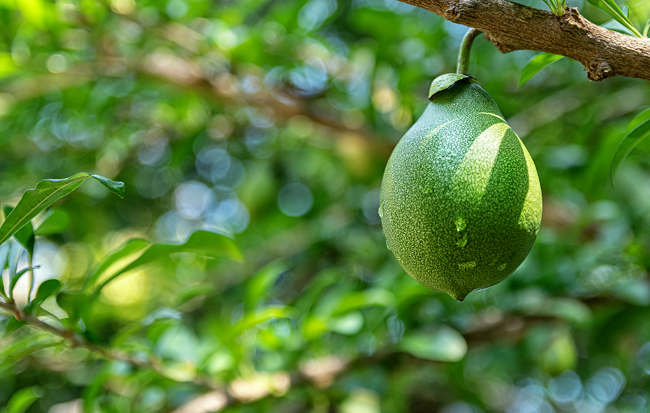 Mango am Strauch