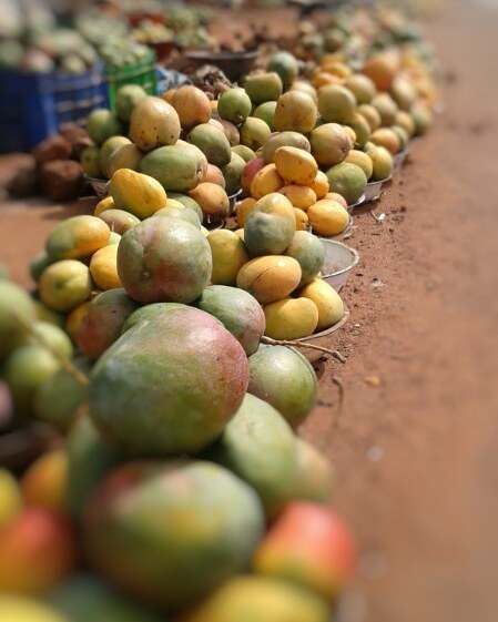 Mango Season