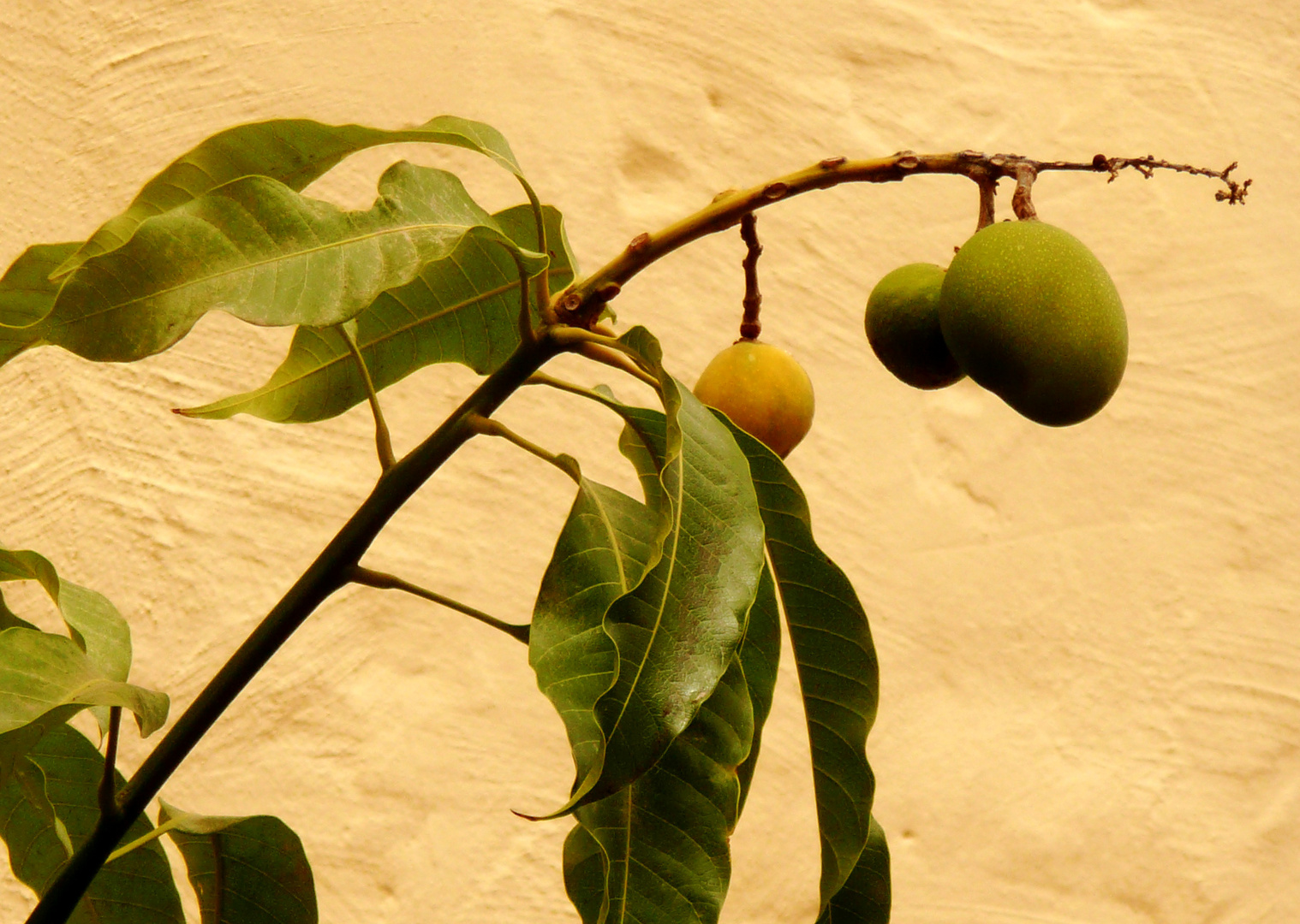 Mango Tree