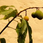 Mango Tree