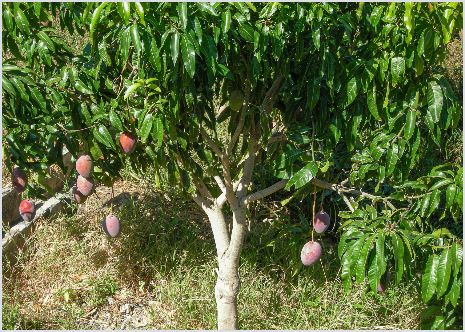 Mangobaum