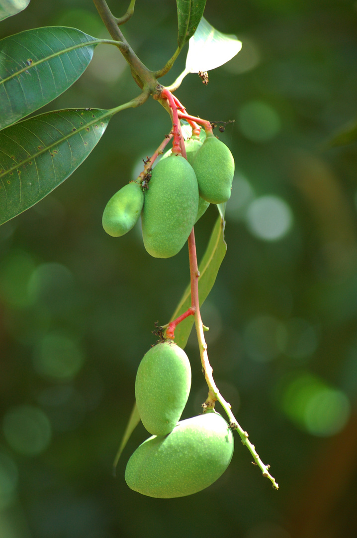 Mangobaum in Jamaika