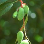 Mangobaum in Jamaika