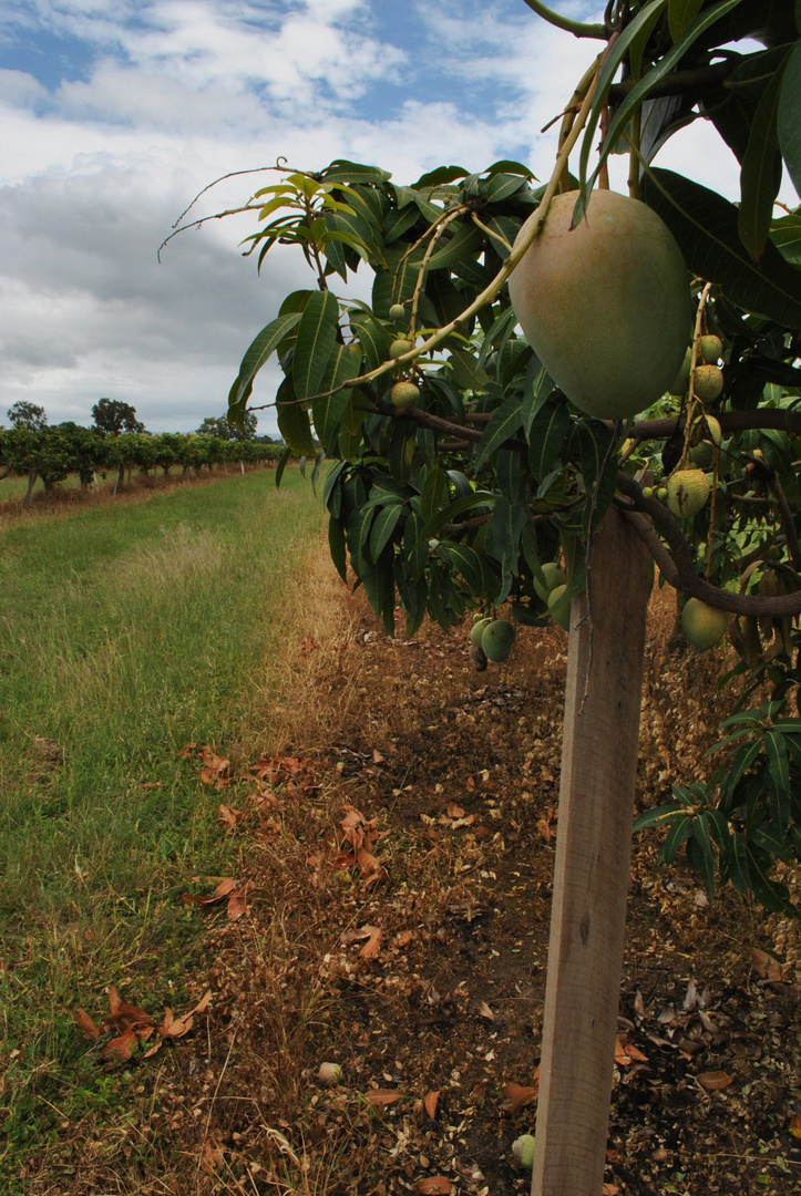 Mangoes