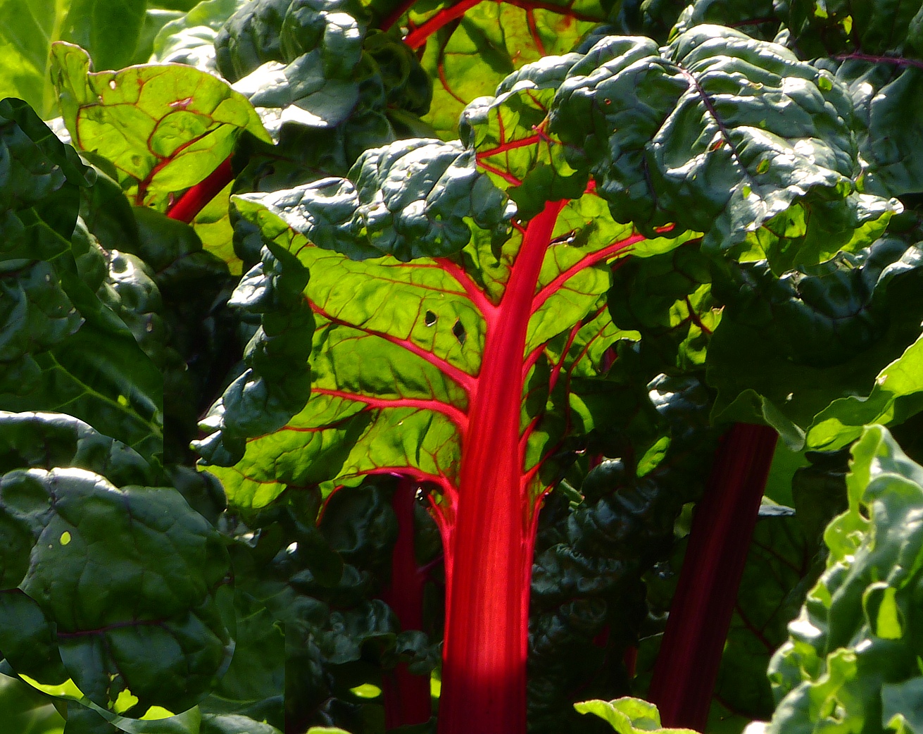 Mangold (Beta vulgaris)