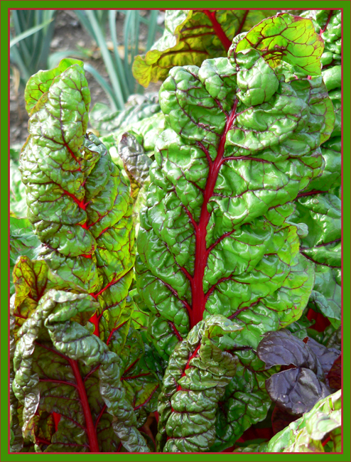 mangold im klostergarten