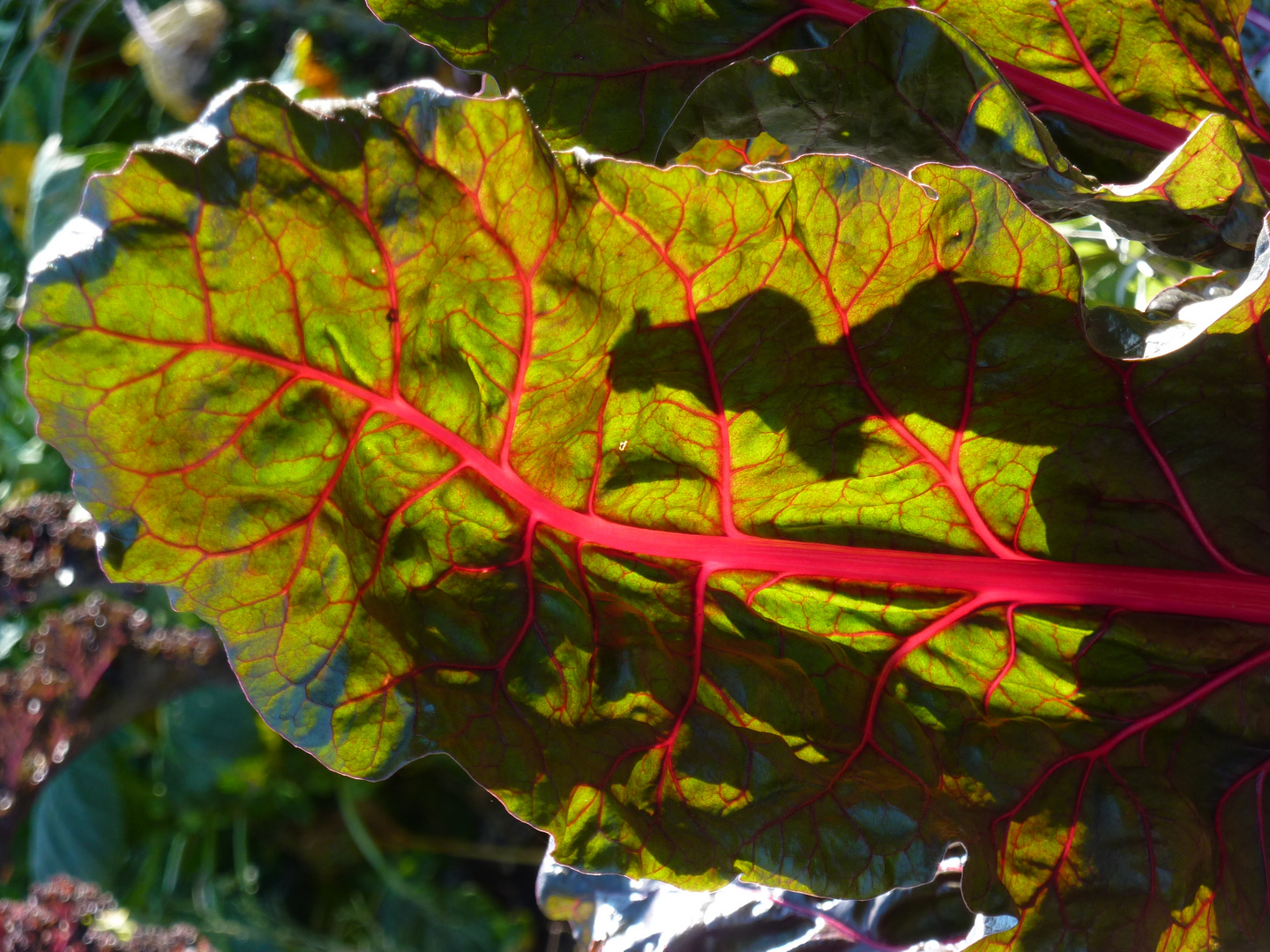 Mangoldblatt im Sonnenschein - wunderschöne Farbgebung finde ich -22.10.