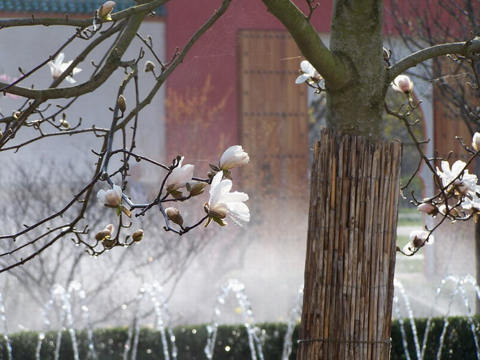 Mangolienblüte im Orientalischen Garten (Erholungspark Berlin-Marzahn)