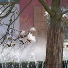 Mangolienblüte im Orientalischen Garten (Erholungspark Berlin-Marzahn)