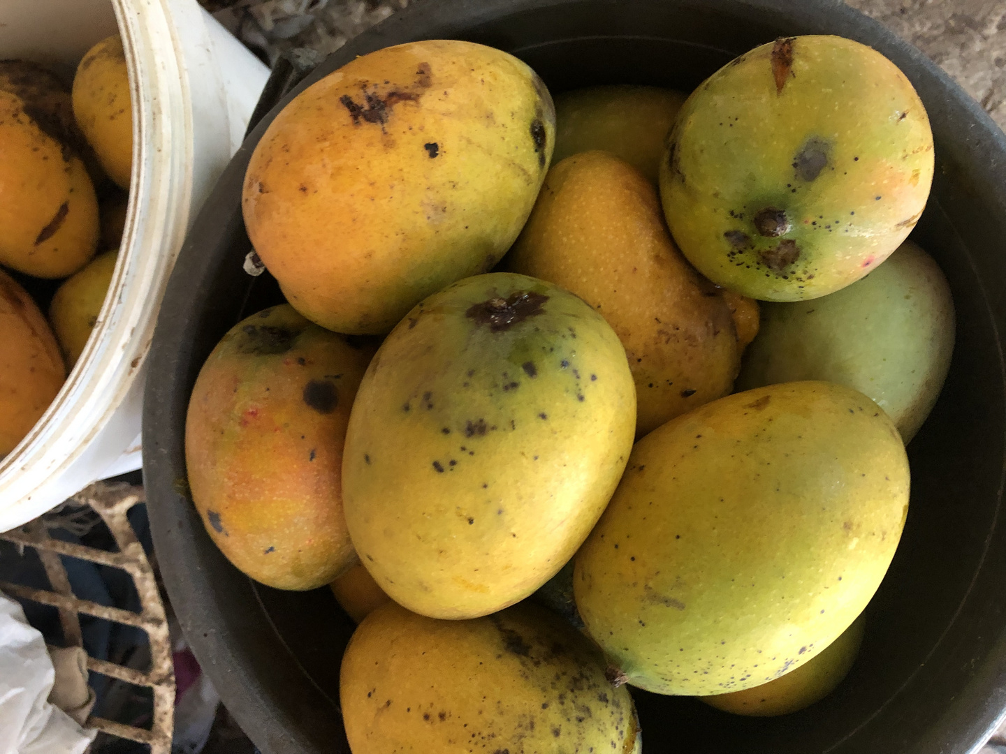 Mangos