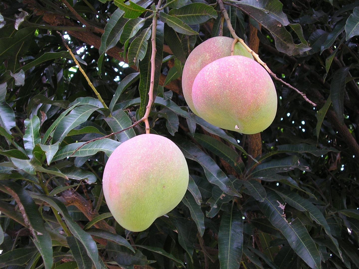 Mangos zum pflücken