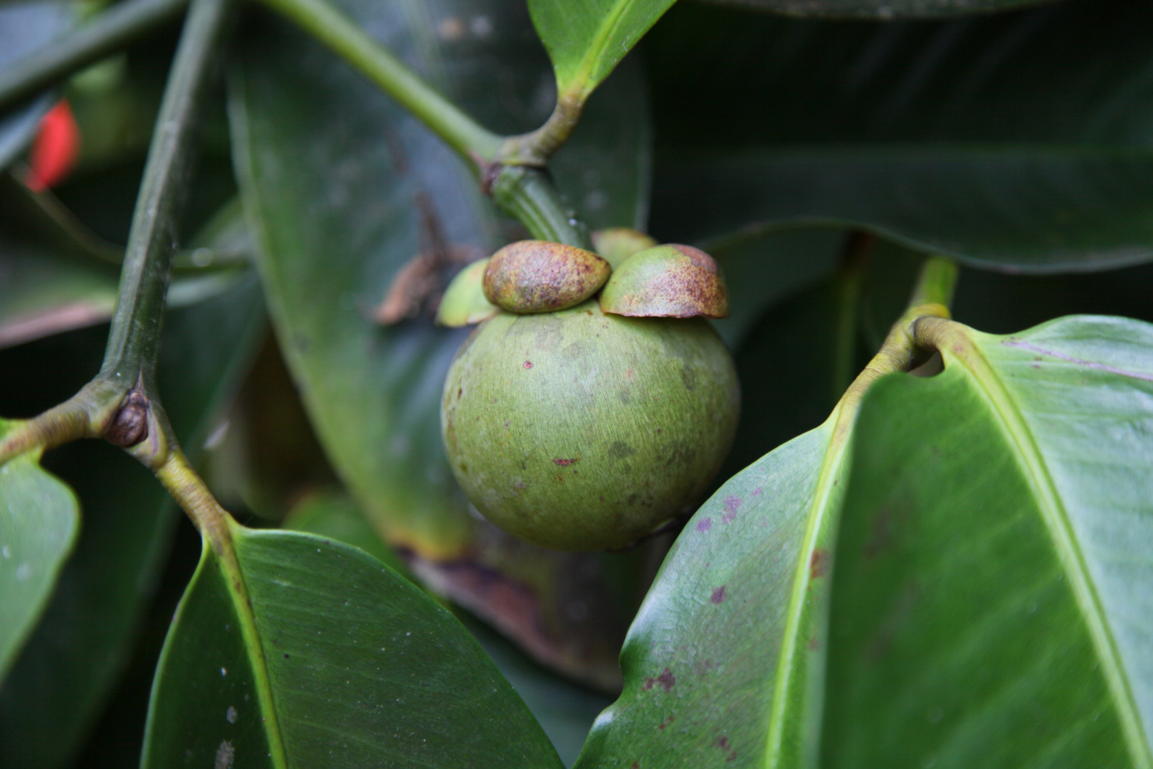 Mangosteen