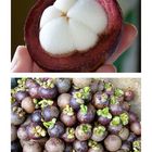 ...Mangosteen...