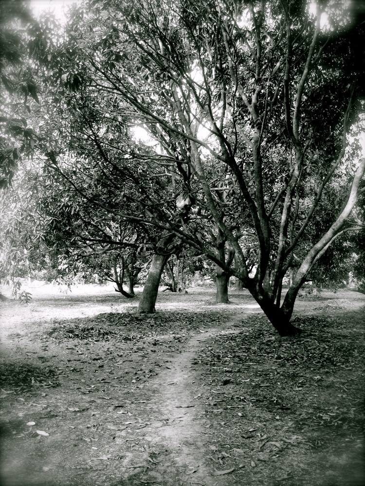 Mangotrees