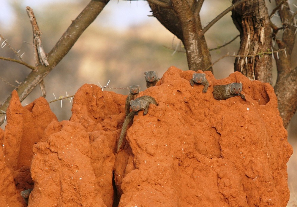 Mangoustes sur termitière (Mangooses on Termite mound) - Samburu / Kenya - Curieuses !