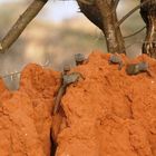 Mangoustes sur termitière (Mangooses on Termite mound) - Samburu / Kenya - Curieuses !