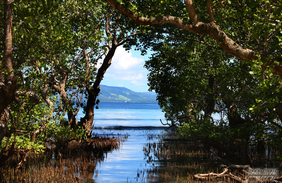 Mangrove