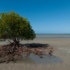 mangrove...