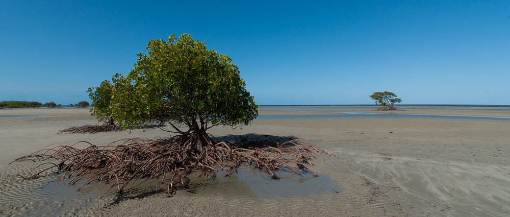 mangrove...