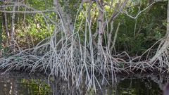 Mangrove