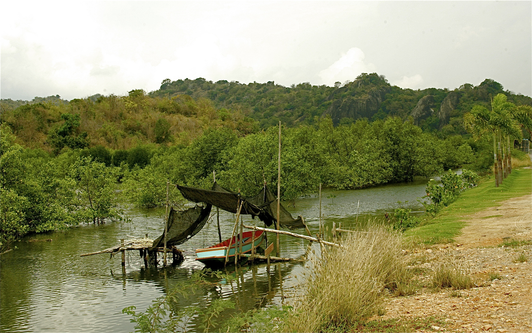 Mangrove 