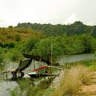 Mangrove 