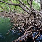 *mangrove*