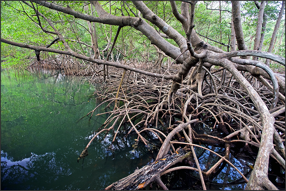 *mangrove*