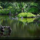 Mangrove