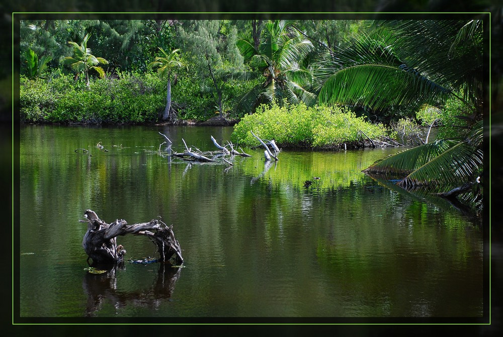 Mangrove