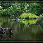 Mangrove