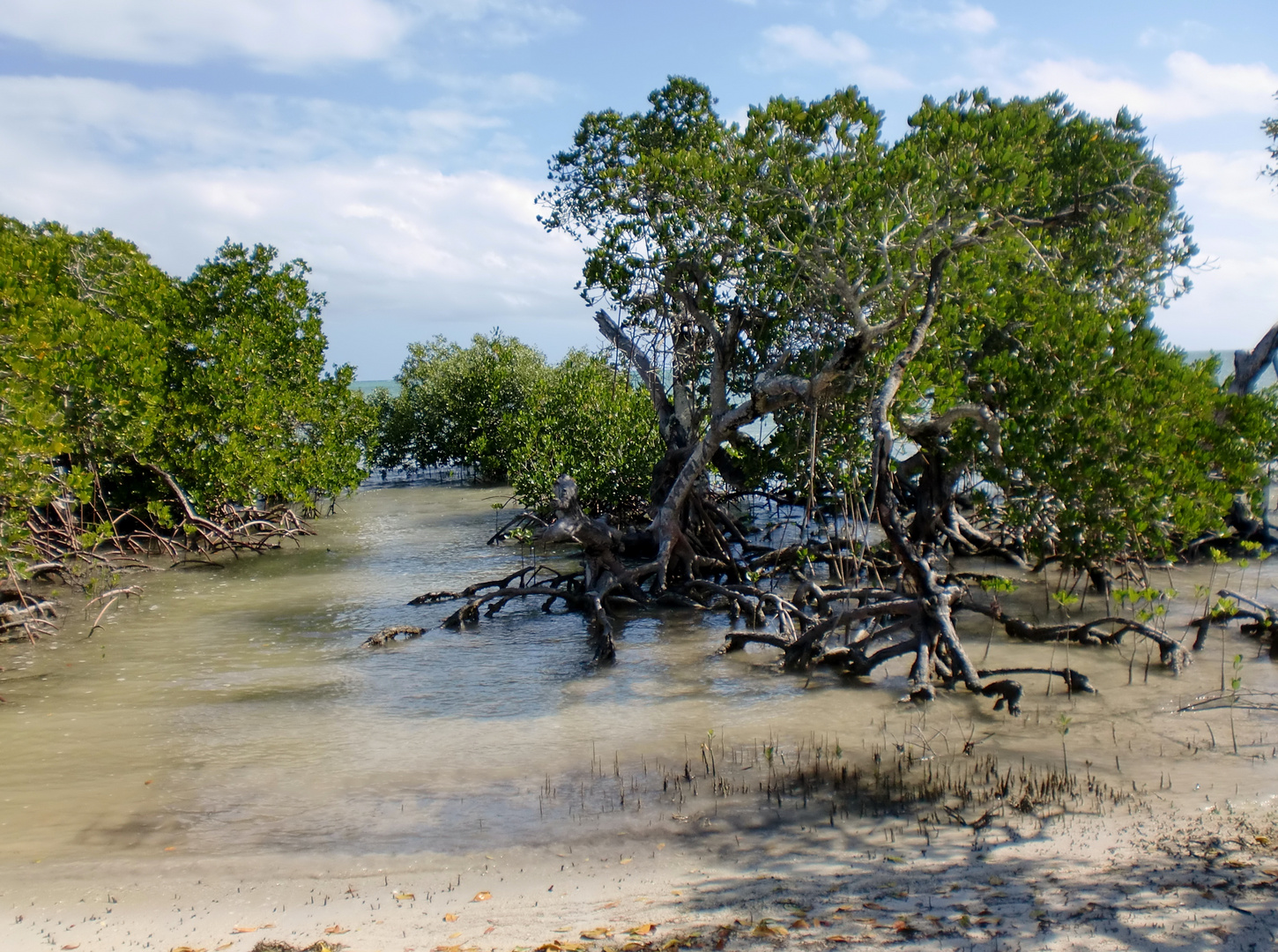 Mangrove à marée basse