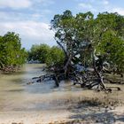 Mangrove à marée basse