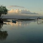 Mangrove Beach vol. III