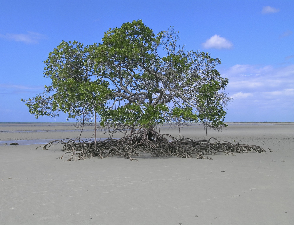 Mangrove bei Cow Bay, Queensland, Australia