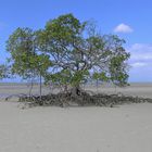 Mangrove bei Cow Bay, Queensland, Australia