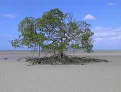 Mangrove bei Cow Bay, Queensland, Australia