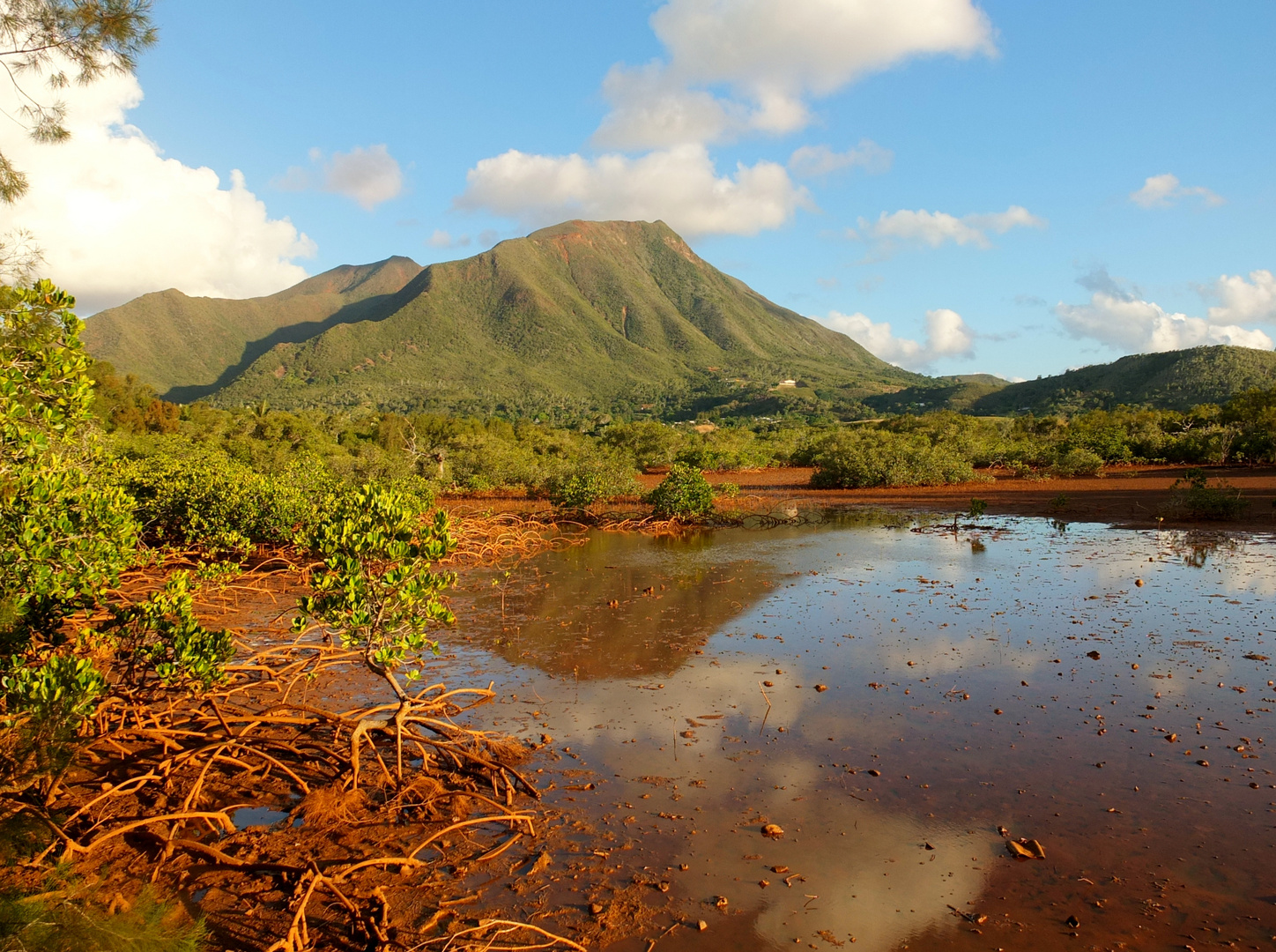 Mangrove