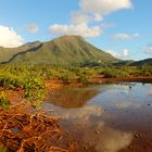 Mangrove