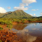 Mangrove